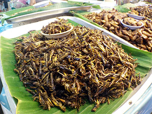 Insekten auf dem Night-Market